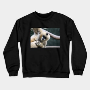 White-Cheeked Gibbon Crewneck Sweatshirt